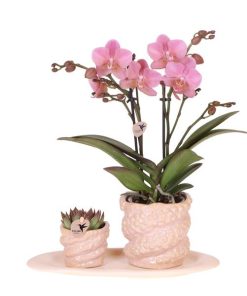 Kolibri Company | Geschenkset Octopus Pink small | Grünpflanze mit altrosa Phalaenopsis Orchidee in Octopus pink Zierpflanzgefäßen auf weißem organischem Tablett