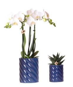 Kolibri Orchids | Set aus weißer Amabilis-Orchidee und Sukkulente in Candy Dekotopf blau – Topfgröße Ø9cm & Ø6cm | blühende Zimmerpflanze – frisch vom Züchter