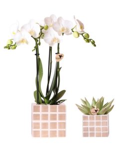 Kolibri Orchids | Set aus weißer Amabilis-Orchidee und Sukkulente in Mosa Dekotöpfen braun – Topfgröße Ø9cm & Ø6cm | blühende Zimmerpflanze – frisch vom Züchter