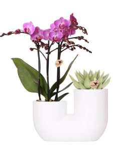 Kolibri Orchids | Set aus rosa Orchidee Vienna und Sukkulente in weißem Ziertopf – Topfgröße Ø9 cm | blühende Zimmerpflanze – frisch vom Züchter