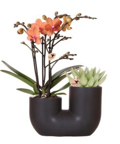 Kolibri Orchids | Set aus orangefarbener Bolzano-Orchidee und Sukkulente im schwarzen dekorativen Röhrentopf – Topfgröße Ø9cm | blühende Zimmerpflanze – frisch vom Züchter