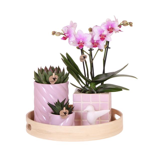 Kolibri Company | Geschenkset Bunter Optimismus | Pflanzenset mit Rosa Phalaenopsis Orchidee und Sukkulenten inkl. Keramischen Ziertöpfen