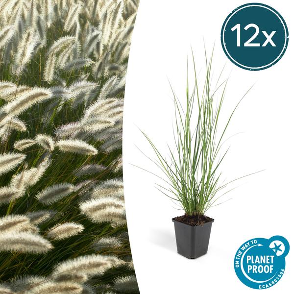 40x Pennisetum alopecuroides ‚Hameln‘ – ↕10-25cm – Ø9cm – 12x