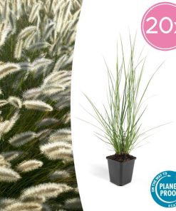 40x Pennisetum alopecuroides ‚Hameln‘ – ↕10-25cm – Ø9cm – 20x