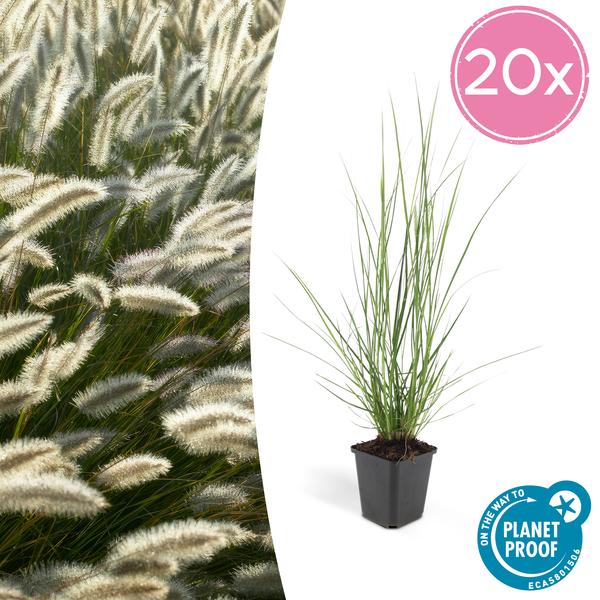 40x Pennisetum alopecuroides ‚Hameln‘ – ↕10-25cm – Ø9cm – 20x