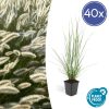 40x Pennisetum alopecuroides ‚Hameln‘ – ↕10-25cm – Ø9cm – 40x