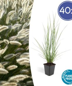 40x Pennisetum alopecuroides ‚Hameln‘ – ↕10-25cm – Ø9cm – 40x