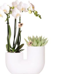 Kolibri Orchids | Set aus weißer Amabilis-Orchidee und Sukkulente in weißem Tube-Dekotopf – Topfgröße Ø9cm | blühende Zimmerpflanze – frisch vom Züchter