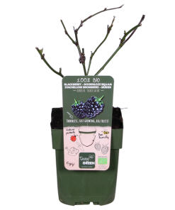 Rubus fruticosus ‚Black Satin‘ (Dornenlose Brombeere) – ↕ 45 cm – Ø 13 cm