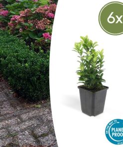 6x Euonymus jap. Green Spire – ↕10-25cm – Ø9cm – 6x Euonymus jap. Green Spire