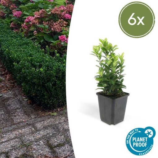 6x Euonymus jap. Green Spire - ↕10-25cm - Ø9cm - 6x Euonymus jap. Green Spire