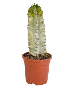 Euphorbia marmorata – Säulenkaktus – (Marmorierte Wolfsmilch) – Ø17 cm – ↕35-45 cm