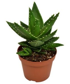 Aloe Mitriformis – Ø10,5 ↕20