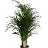 Dypsis lutescens (Areca-Palme) – ↕ 90 cm – Ø 19 cm