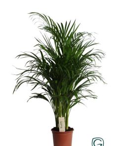 Dypsis lutescens (Areca-Palme) – ↕ 90 cm – Ø 19 cm