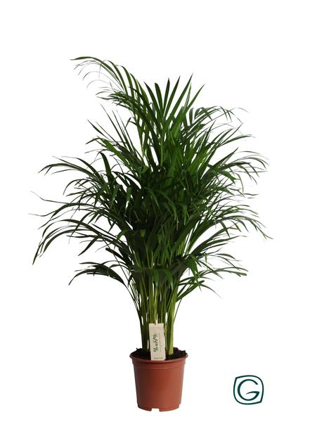 Dypsis lutescens (Areca-Palme) – ↕ 90 cm – Ø 19 cm