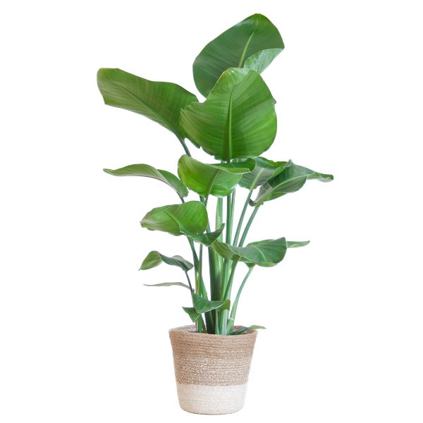 Strelitzia Nicolai met Lissabon mand wit – 80cm – Ø19