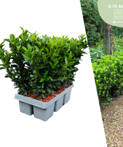 6 x Euonymus ‚Green Spire‘ – 6 x Ø 7 cm – ↨ 15 cm