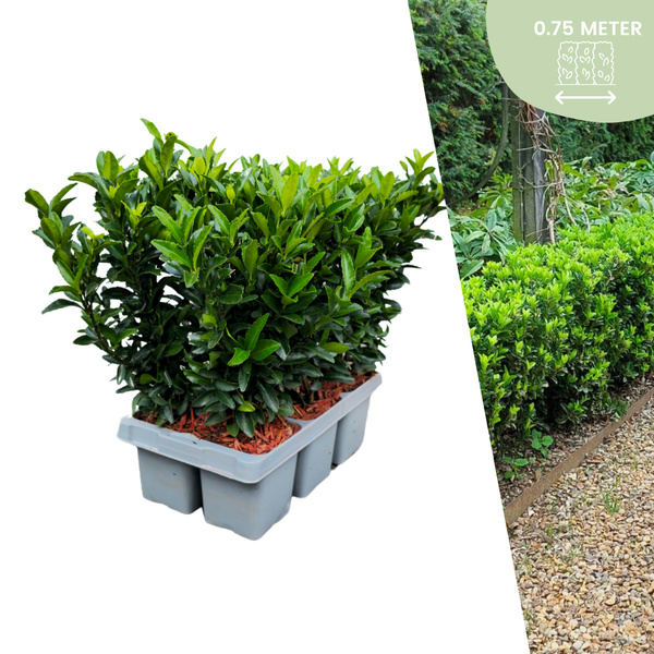 6 x Euonymus ‚Green Spire‘ – 6 x Ø 7 cm – ↨ 15 cm