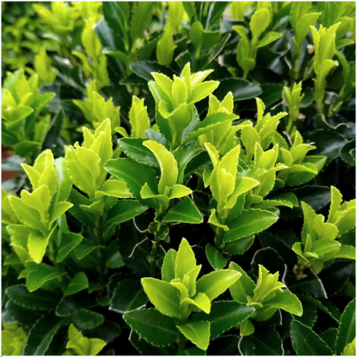 6 x Euonymus 'Green Spire' - 6 x Ø 7 cm - ↨ 15 cm – Bild 3