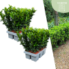 12 Euonymus ‚Green Spire‘ – 12 x Ø 7 cm – ↨ 15 cm