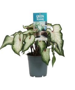 Caladium Wit (Weißes Kaladium) – ↕ 25 cm – Ø 12 cm