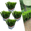 24 x Euonymus ‚Green Spire‘ – 24 x Ø 7 cm – ↨ 15 cm