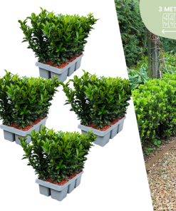 24 x Euonymus ‚Green Spire‘ – 24 x Ø 7 cm – ↨ 15 cm