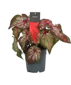 Caladium Bicolor (Zweifarbiges Kaladium) – ↕ 25 cm – Ø 12 cm