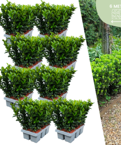 48 x Euonymus ‚Green Spire‘ – 48 x Ø 7 cm – ↨ 15 cm