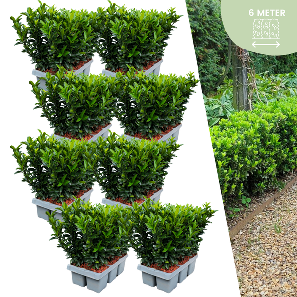 48 x Euonymus ‚Green Spire‘ – 48 x Ø 7 cm – ↨ 15 cm