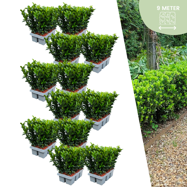 72 x Euonymus ‚Green Spire‘ – 72 x Ø 7 cm – ↨ 15 cm