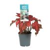 Caladium Rood (Rotes Kaladium) – ↕ 25 cm – Ø 12 cm