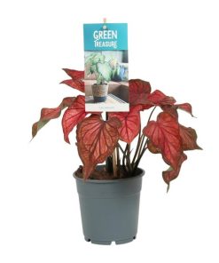 Caladium Rood (Rotes Kaladium) – ↕ 25 cm – Ø 12 cm