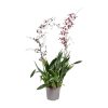 Orchidee: Oncidium Cherry Baby (Rote Schokoladen-Orchidee) – ↕ 80 cm – Ø 17 cm