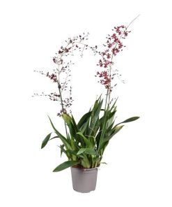 Orchidee: Oncidium Cherry Baby (Rote Schokoladen-Orchidee) – ↕ 80 cm – Ø 17 cm