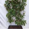 Actinidia deliciosa ‚Jenny‘ – Kiwi – Fertighecke – 120 x 180 cm