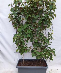 Actinidia deliciosa ‚Jenny‘ – Kiwi – Fertighecke – 120 x 180 cm