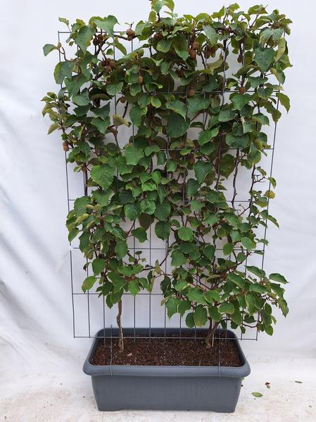 Actinidia deliciosa ‚Jenny‘ – Kiwi – Fertighecke – 120 x 180 cm