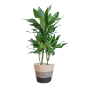 Dracaena Janet Lindt mit Pflanzkorb Lissabon Schwarz – 95cm – Ø21