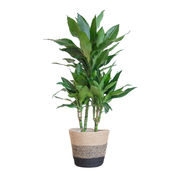 Dracaena Janet Lindt mit Pflanzkorb Lissabon Schwarz – 95cm – Ø21