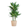 Dracaena Janet Lindt mit Sofia-Korb natur – 95cm – Ø21