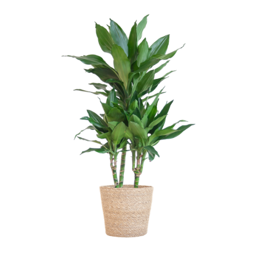 Dracaena Janet Lindt mit Sofia-Korb natur - 95cm - Ø21