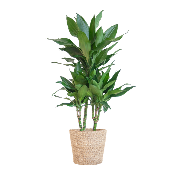 Dracaena Janet Lindt mit Sofia-Korb natur – 95cm – Ø21