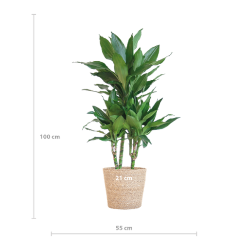 Dracaena Janet Lindt mit Sofia-Korb natur - 95cm - Ø21 – Bild 2