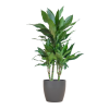 Dracaena Janet Lindt mit Viber grau – 95cm – Ø21