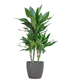 Dracaena Janet Lindt mit Viber grau – 95cm – Ø21