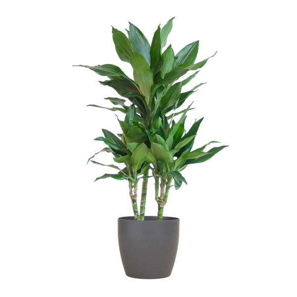 Dracaena Janet Lindt mit Viber grau – 95cm – Ø21