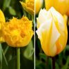 Flowerbulbs Amsterdam – Yellow Splash – 30 Blumenzwiebeln – Gr��e 12+