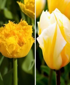 Flowerbulbs Amsterdam – Yellow Splash – 30 Blumenzwiebeln – Gr��e 12+